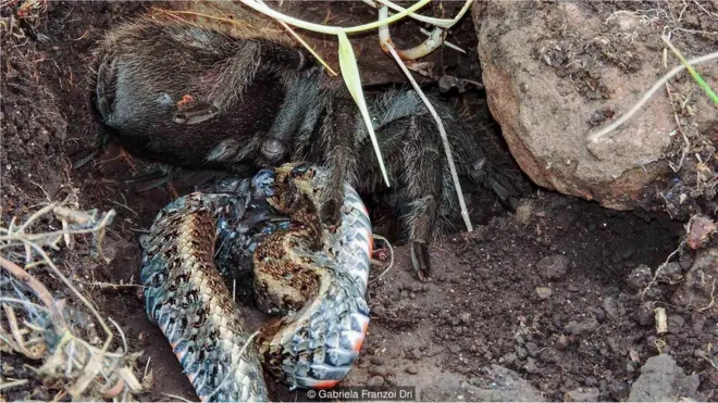 Imagem capta momentosite de aposta em jogos de futebolque tarântula come cobra