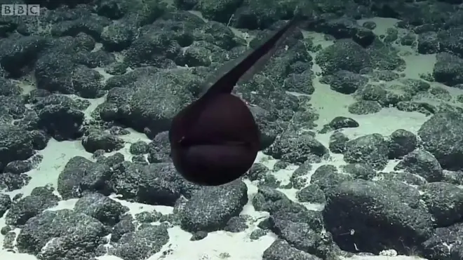 Риба-пелікан здатна збільшувати