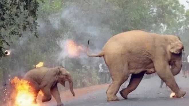 ફોટોગ્રાફર જણાવે છે કે હાથીઓ માટે અહીં નર્ક જેવો માહોલ છે