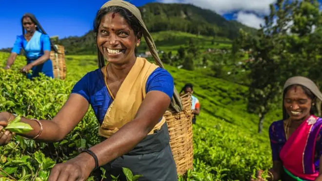 இலங்கையில் தேயிலை பறிக்கும் பெண்கள்