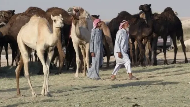 حالیہ دونوں قطری مویشیوں کو سعودی عرب کی سرحد پار کرتے دیکھا جا رہا ہے