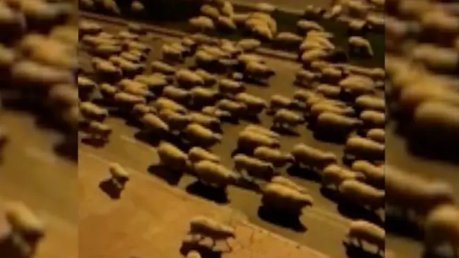 Stado ovaca na ulici