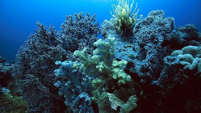 آبسنگهای مرجانی