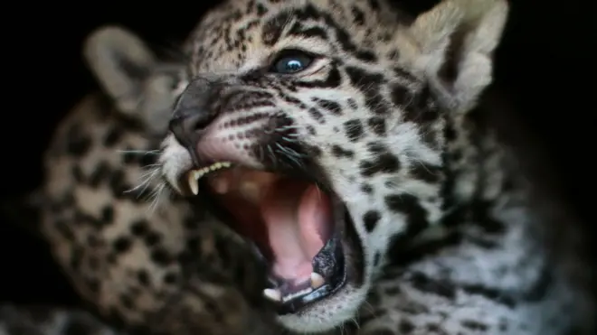 L'imprudente s'est fait blesser par le jaguar