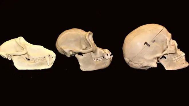 النظام الغذائي يساهم في كبر حجم أدمغتنا