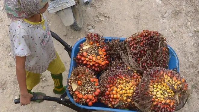 kelapa sawit Indonesia