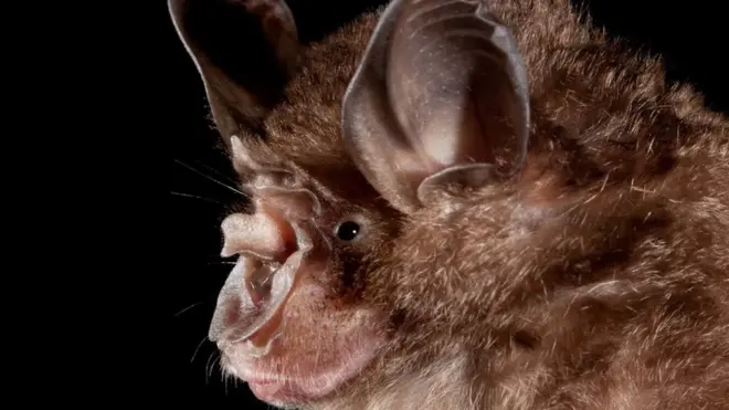 The virus is thought to have originated in wildlife - most likely in bats