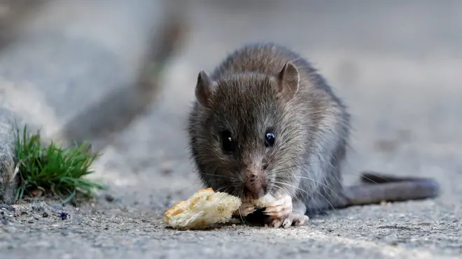 Ọrịa lassa fever dịka ọbụ ndị ọrụ ahụike ka ọchere aka mgba