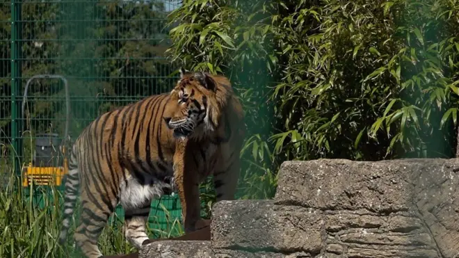 Первый раз на публике, но не в цирке.