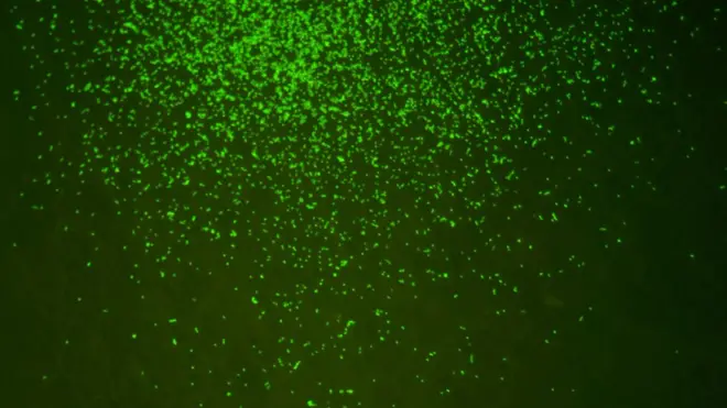 Microbes revived from 101.5 million-year-old sediment cores gathered from deep beneath the seafloor under the Pacific Ocean are seen in an undated magnified image released by the Japan Agency for Marine-Earth Science and Technology