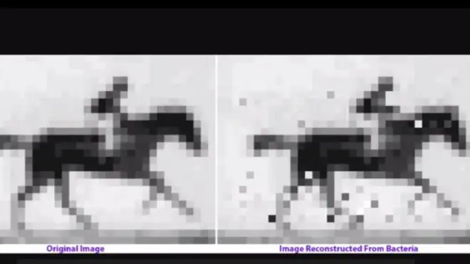 ڈی این اے میں ویڈیو