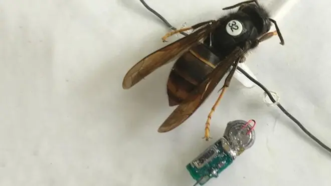 الدبابير الآسيوية