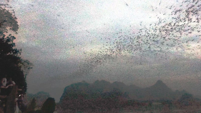 ฝูงค้างคาวหลายพันตัวบินออกจากถ้ำที่เมืองพะอันของเมียนมา