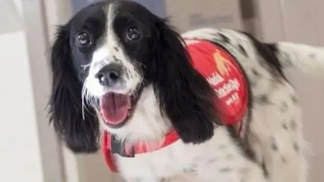 هل يمكن للكلاب الكشف عن الملاريا عند الأطفال؟