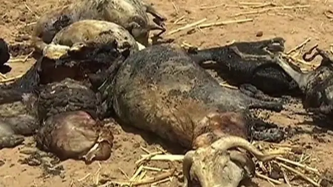 Au Mali, Ogossagou la martyre toujours sous le choc