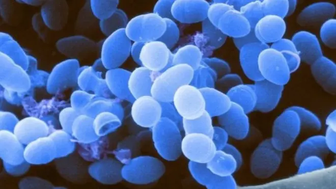 دراسة علمية تتوصل إلى أن البكتيريا في الجسم تلعب دورا كبيرا في صحة الإنسان