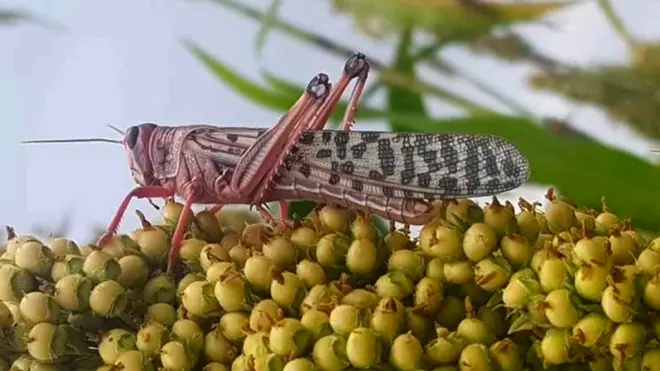 ዕስለ ኣንበጣ ኣብ ዘራእቲ ሃስያ የውርድ ኣሎ