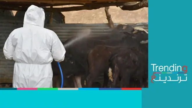 حمى القرم- الكونغو النزفية.. تزايد أعداد الوفيات والإصابات في العراق