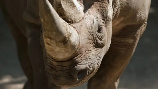 Procenjuje se da u svetu ima još oko 5,500 crnih nosoroga