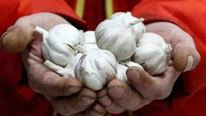 Las manos de un hombre Man con cabezas de ajo.