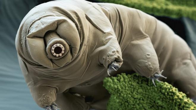 A coloured scanning electron micrograph of a tardigrade in moss