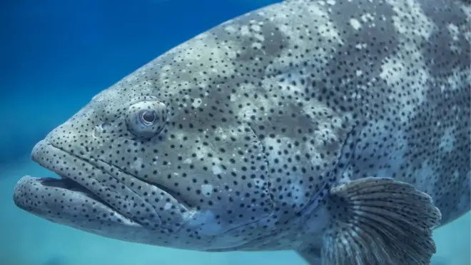 Goliath grouper