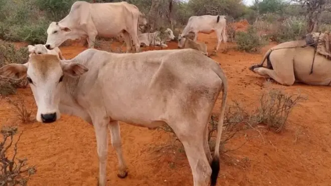 Horii Aanaan Raayituu qabdu kuma 60 ol keessaa walakkaa ol dhumanii, kaan du'aa fi jireenya gidduu jiru jedhu bulchaan aanichaa