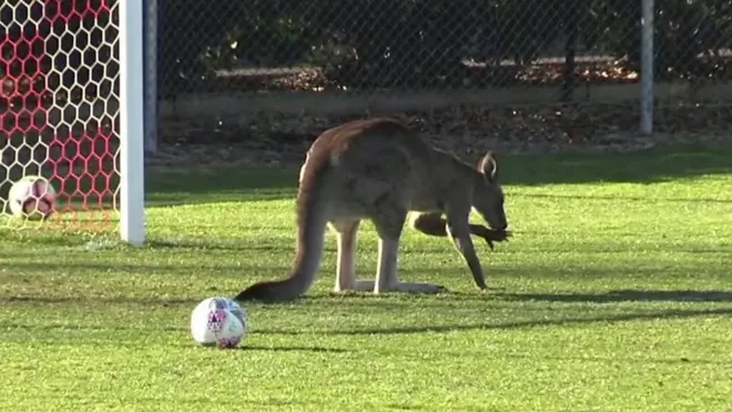كنغر يدوخ اللاعبات في مباراة كرة قدم