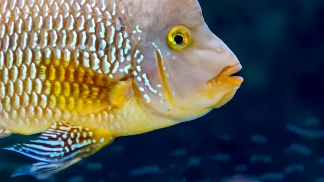 Бразильский геофагус (Geophagus brasiliensis)