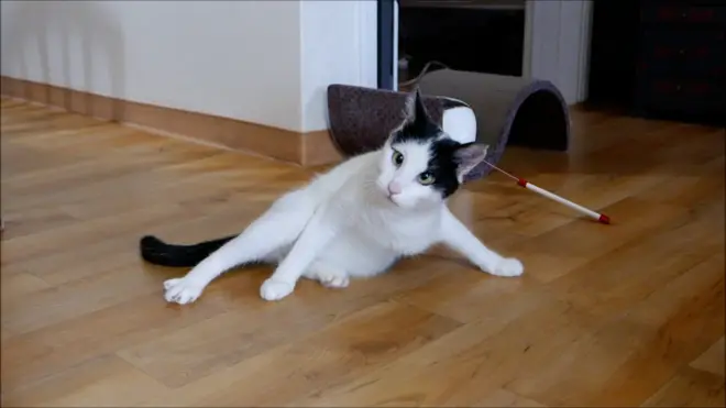 '미래'는 움직임이 자유롭지 못하지만, 가족에겐 '보통의 평범한 고양이'다.