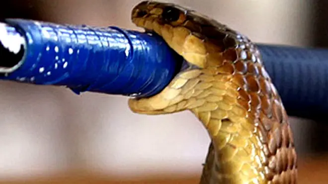 सापाला उचलताक्षणी त्याने शमिड्ट यांच्यावर हल्ला केला आणि त्यांच्या डाव्या अंगठ्यावर दंश केला.