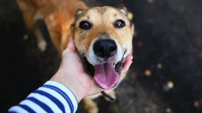 Une personne arrêtant la tête d'un chien