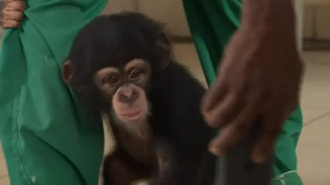 Минуло місяця ВВС розповіла історію про шимпанзе Немлі Джуніора, якого завдяки розслідуванню журналістів, вдалось вирвати з рук контрабандистів у Кот-д'Івуарі.