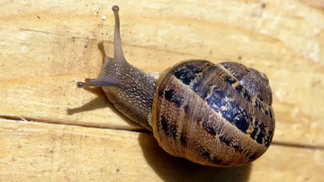 A snail