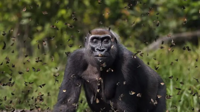 انوپ شاہ کی تصویر نے پہلا انعام حاصل کیا