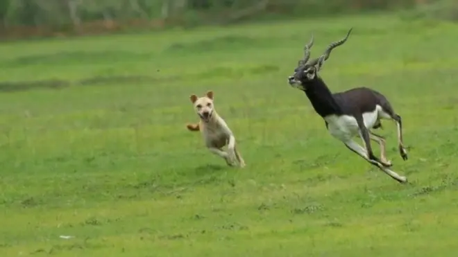 Biciidkan wuu sii dabar go'ayaa, eeyuhuna way sii laynayaan