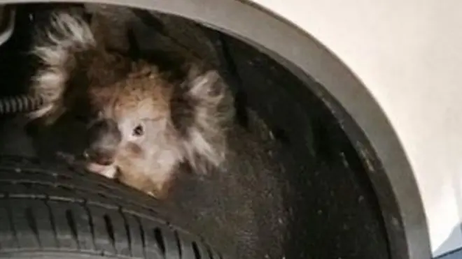 نجت أنثى كوالا من الموت بعدما علقت في إطار سيارة تحركت لمسافة 16 كيلومترا.