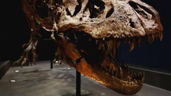 Череп тиранозавра