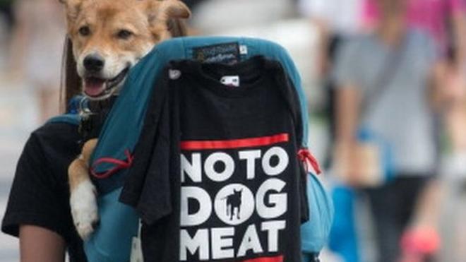 韩国狗肉示威