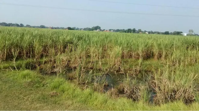 उखु