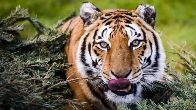 カンボジア 2023 絶滅危惧種 インドシナトラ 銀貨 カラー BU 完全未使用 カンボジア 2023 絶滅危惧種 インドシナトラ 銀貨 カラー BU