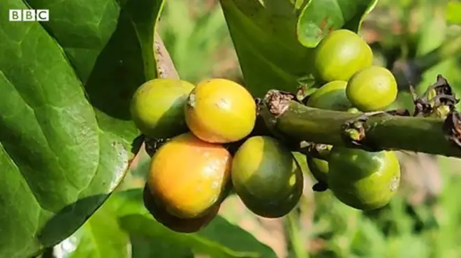 కాఫీ తోట