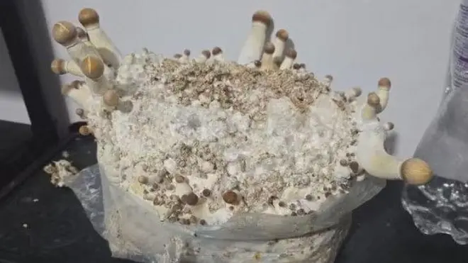 Cogumelos apreendidos pela polícia do DF