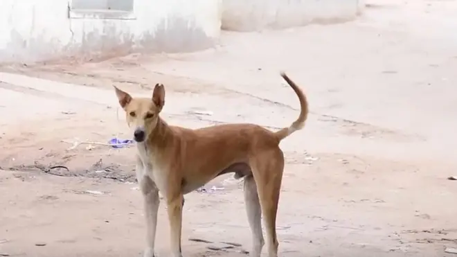 కుక్కలు