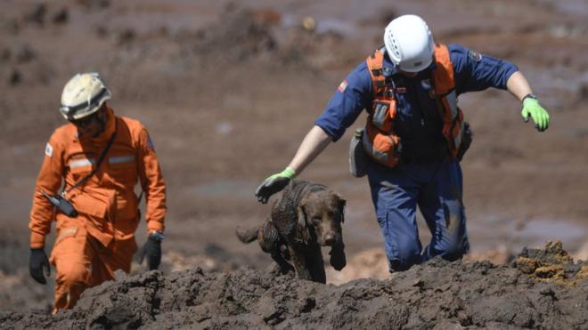 Chewbacca, que faz parte do Corpo de Bombeiros de Santa Catarina, um dos cães que estão atuando nas buscas em Brumadinho