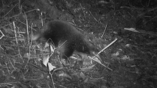 The Attenborough long beaked echidna was filmed by camera traps in the Indonesian rainforest