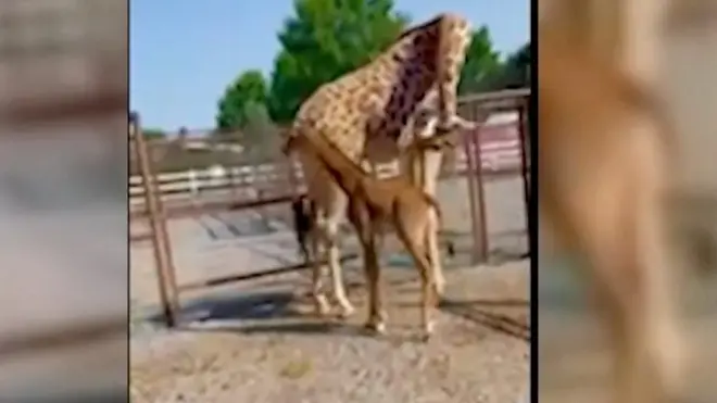 شاهد الزرافة الوحيدة في العالم بلا نقط