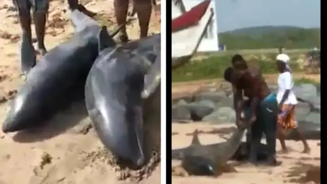 Di dolphins for the beach shore