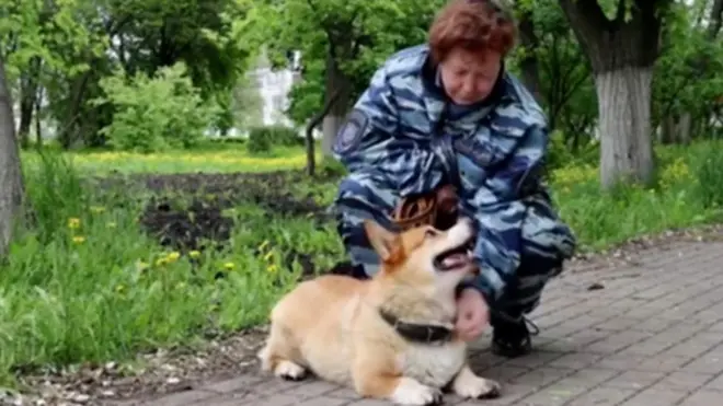 корги Рыжий