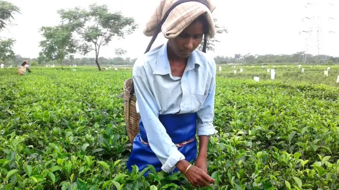 चाय का बाग़ान